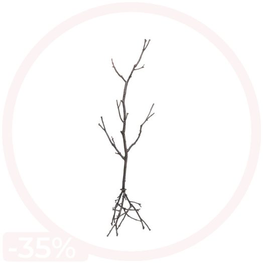 Čiviluk-Tree-Branch-183cm